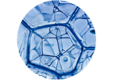 This is the ingredient-image Aphanothece Sacrum
Exopolysaccharides hanacure 2